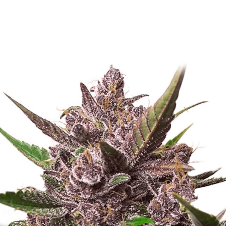 Dutch Passion Blackberry Kush automatic cannabis flower bud in purple shade