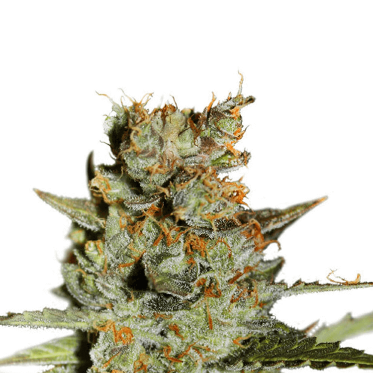 Dutch Passion Blueberry automatic cannabis flower bud