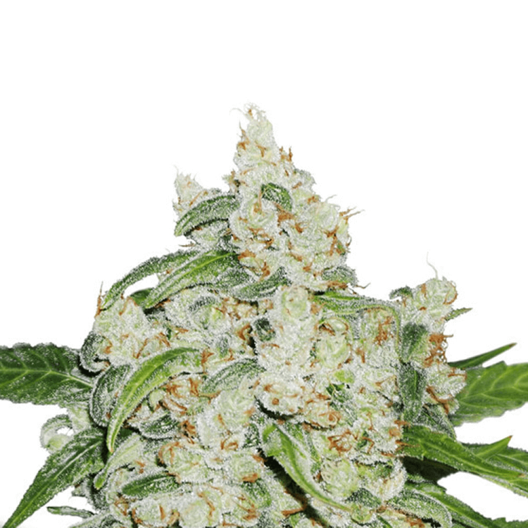 Dutch Passion Brooklyn Sunrise automatic cannabis flower bud