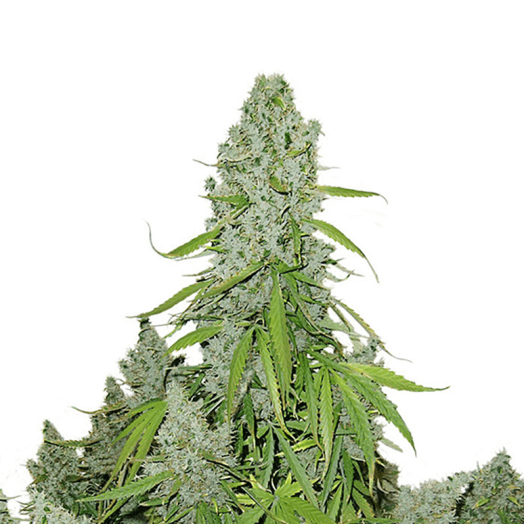 Dutch Passion Ultimate automatic cannabis flower bud