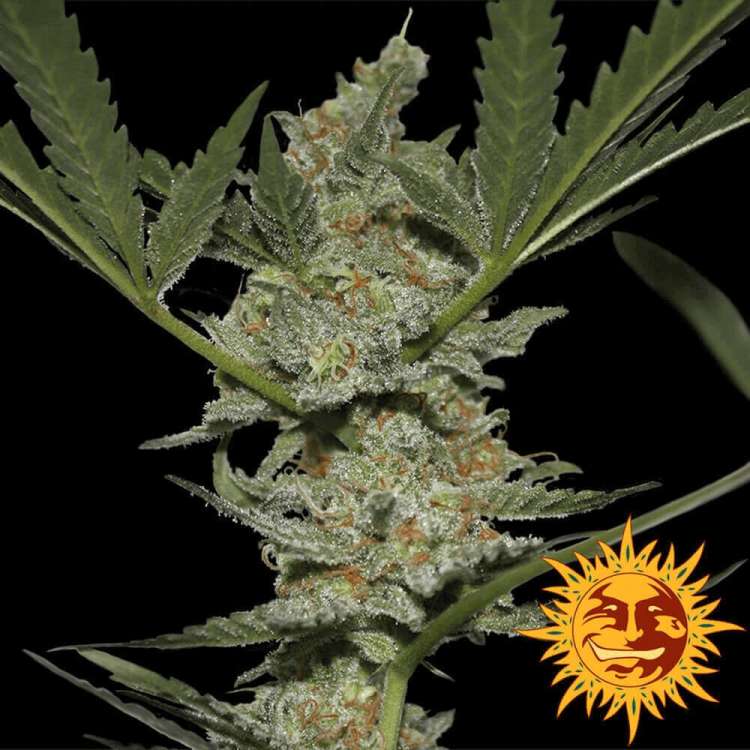 Acapulco Gold cannabis flower bud with black background and orange barneys farm sun logo in the right lower corner