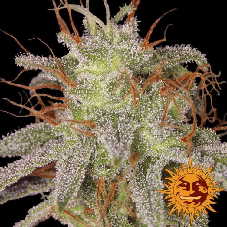 Amnesia Lemon cannabis flower bud with black background and orange barneys farm sun logo in the right lower corner
