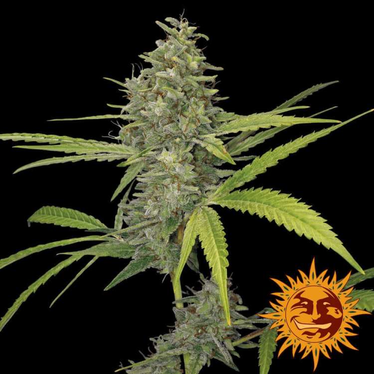 G13 Haze cannabis flower bud with black background and orange barneys farm sun logo in the right lower corner