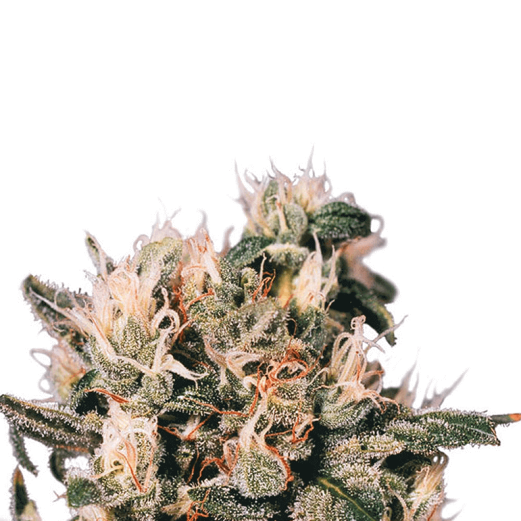 Euforia cannabis flower bud