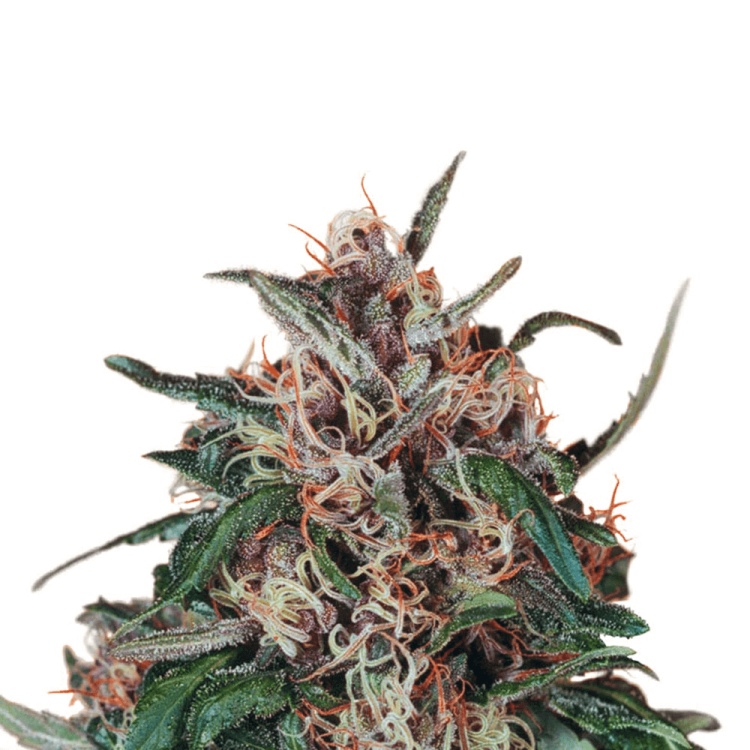 Hollands Hope cannabis floer plant in purple shade