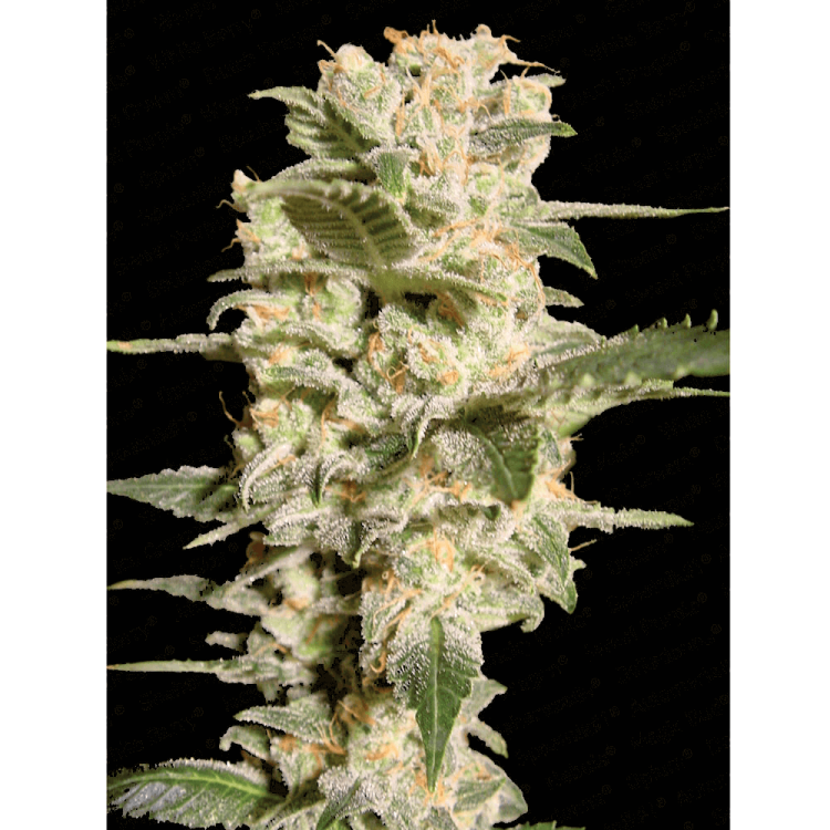 Belladonna hemp flower bud