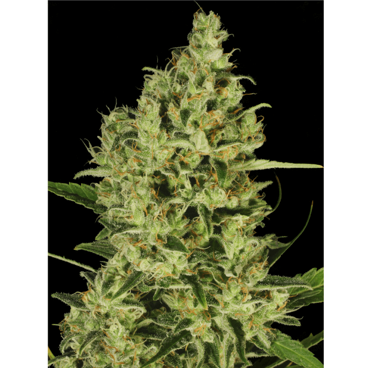 Delahaze hemp flower bud