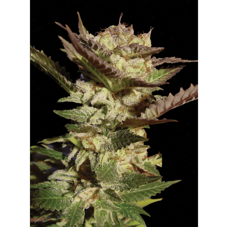 Durga Mata hemp flower bud