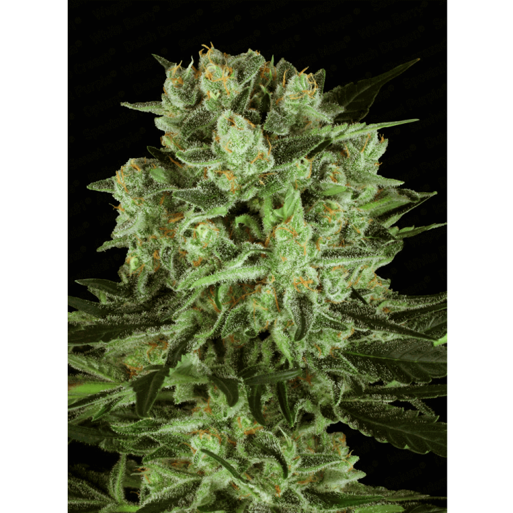 Paradise Seeds Durga Mata II CBD