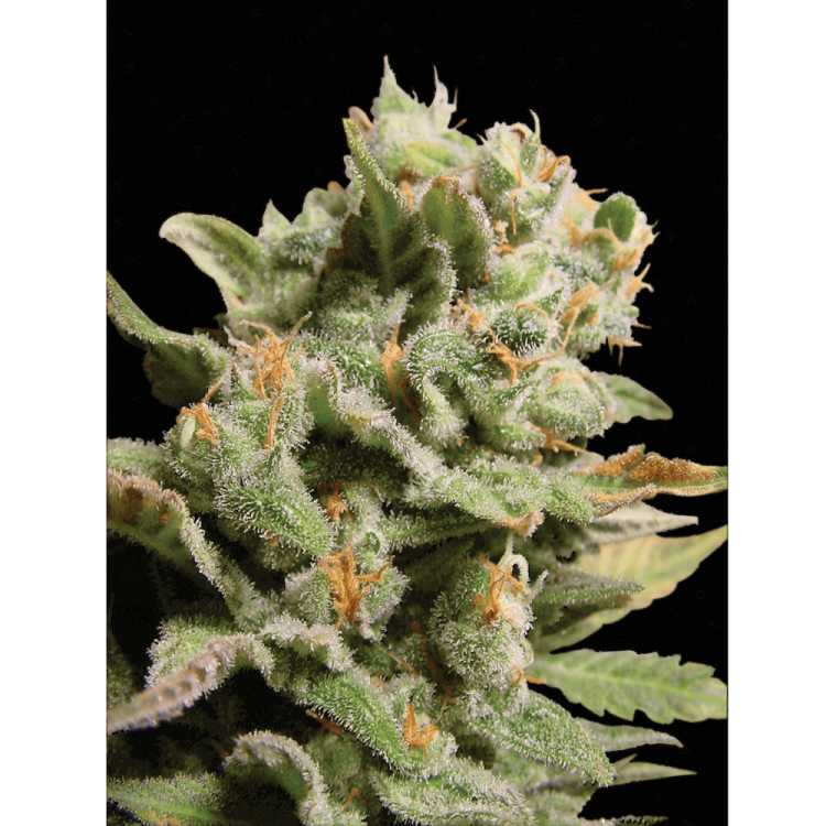 Dutch Dragon hemp flower bud