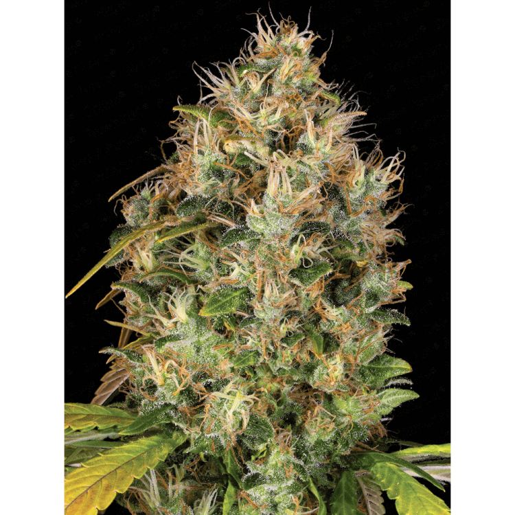 Dutch Kush hemp flower bud