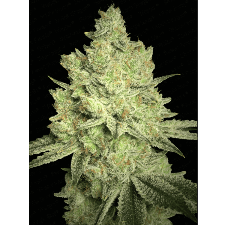 Jacky White hemp flower bud