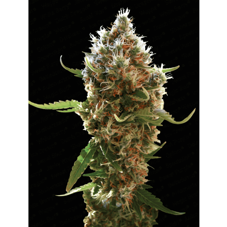 Lucid Bolt hemp flower bud
