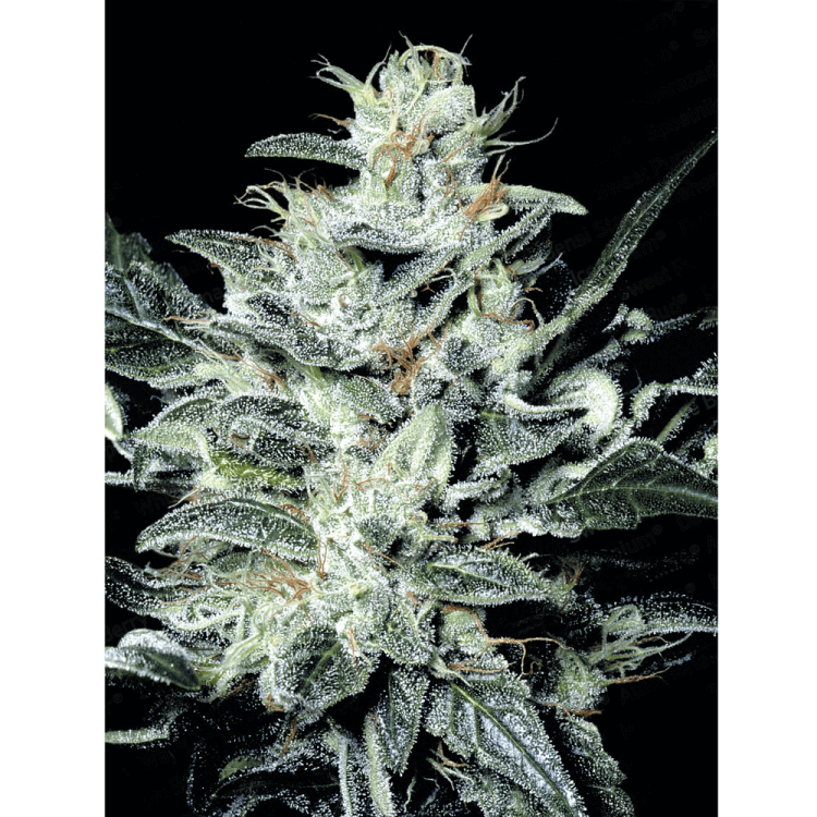 Sensi Star hemp flower bud