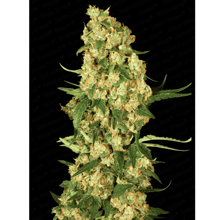 Wappa hemp flower bud