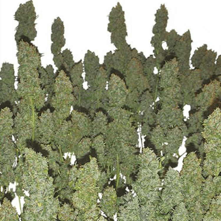 Power Plant cannabis flower bud