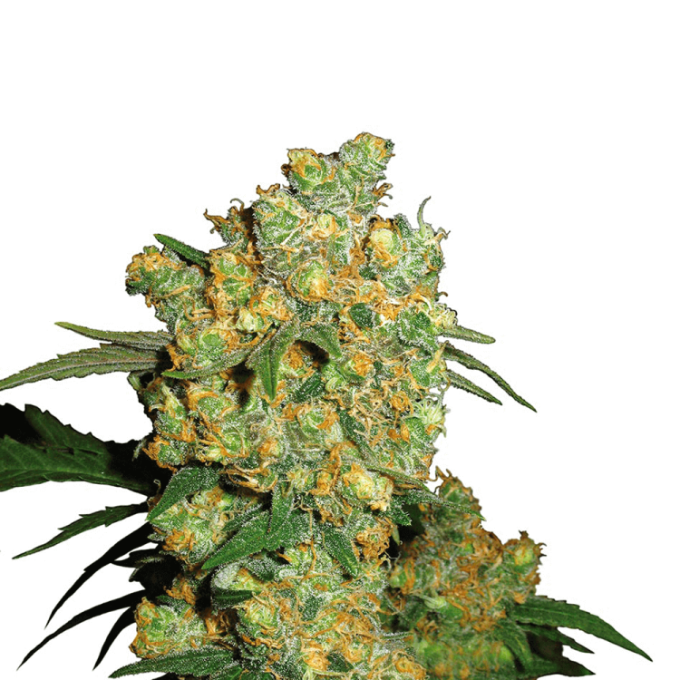 Big Bud hemp flower thick bud less leafs