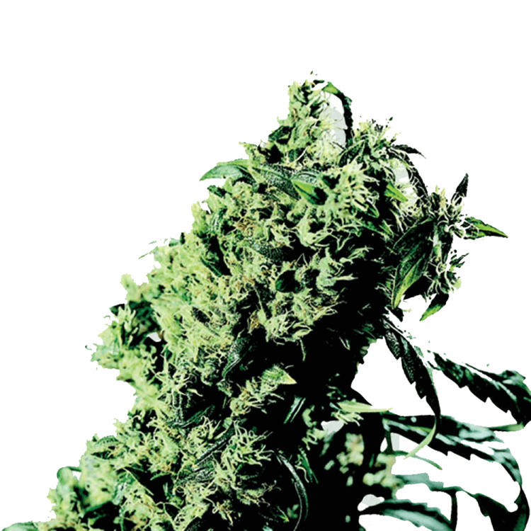 Northern Lights 5 x Haze hemp flower, the bud is very thick with less leafs