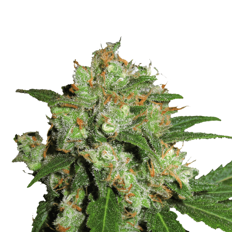 Sensi Skunk hemp flower bud