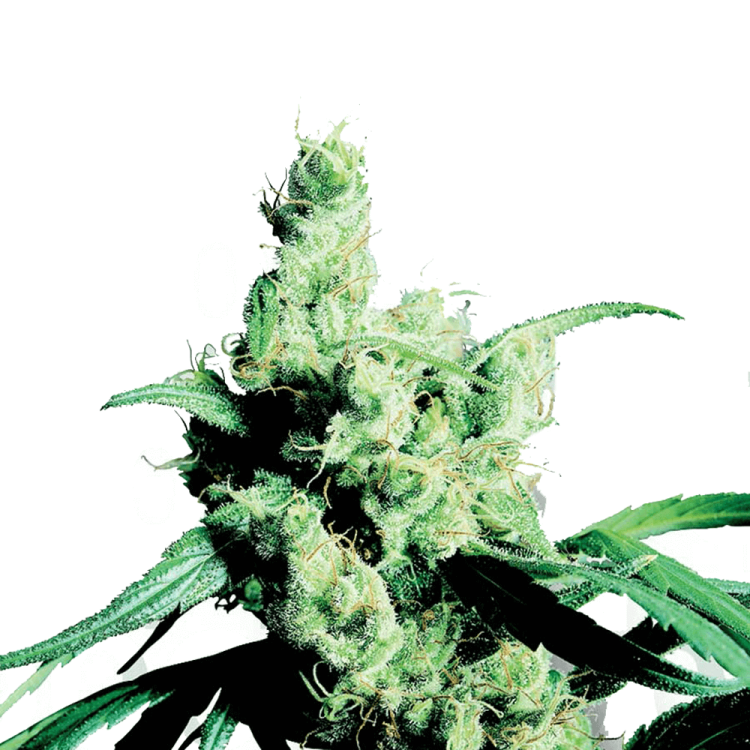 Silver Haze hemp flower bud