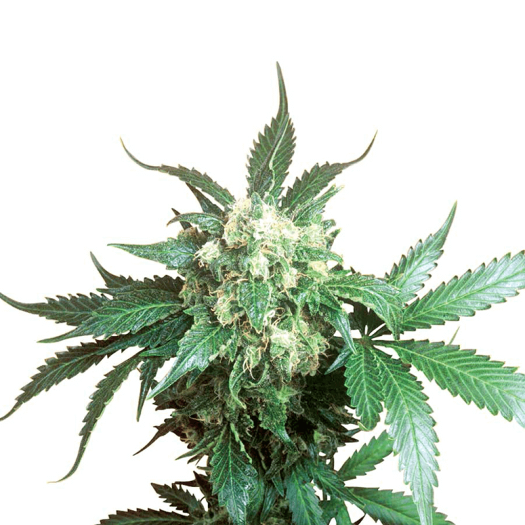 Black Domina hemp flower bud