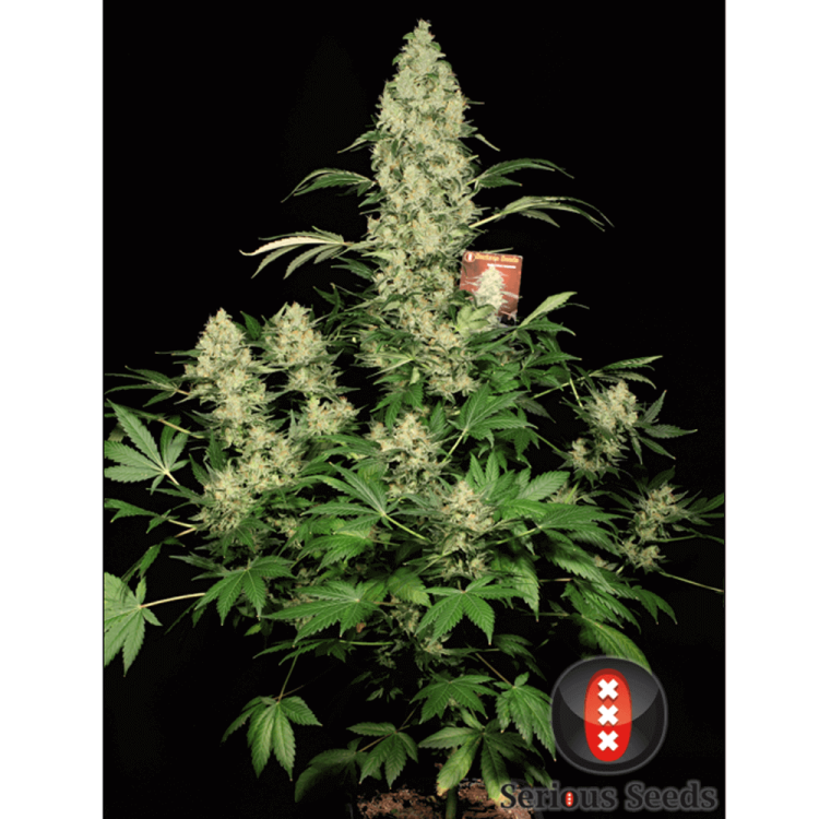 AK-47 hemp flower bud