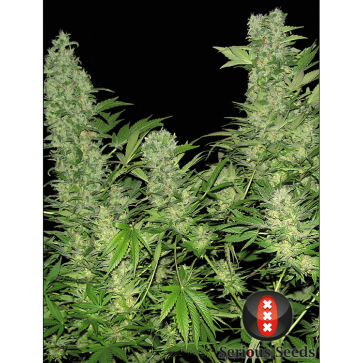 Double Dutch hemp flower bud