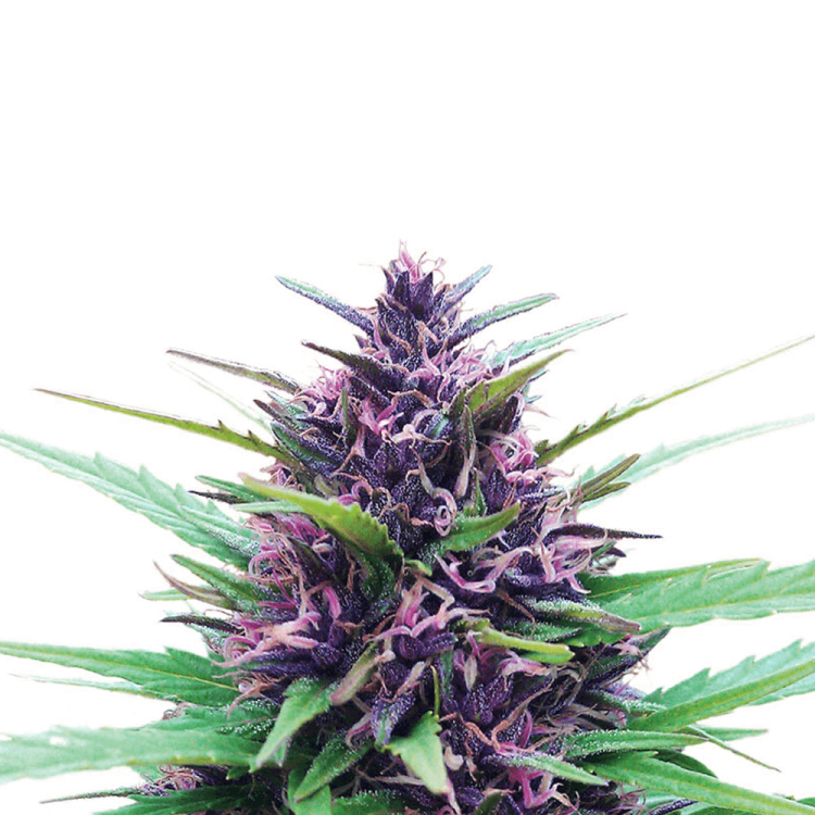 Shaman cannabis flower bud in purple shade