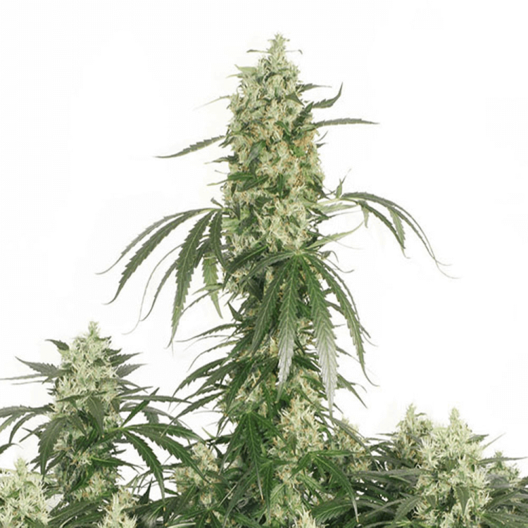 The Ultimate cannabis flower bud