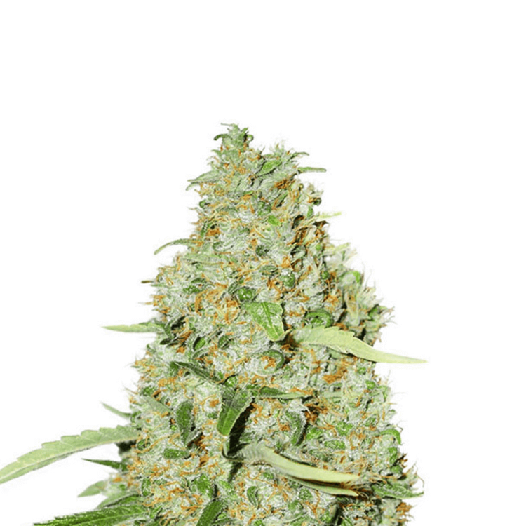 Think Fast cannabis flower bud