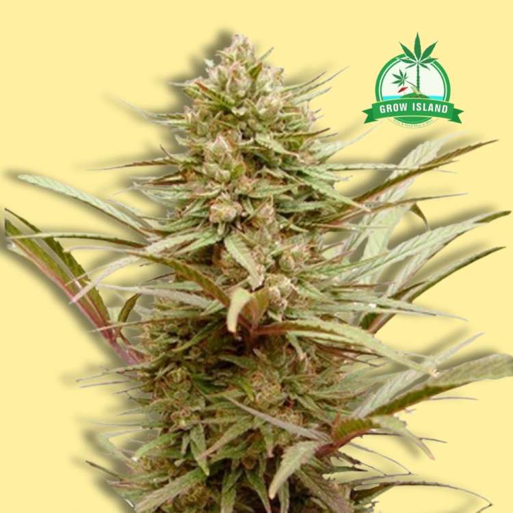 CBD Compassion hemp flower bud with yellow background and green grow island logo in the right upper corner
