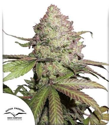 CBD Charlottes Angel hemp flower thick bud and dutch passion logo in the left lower corner