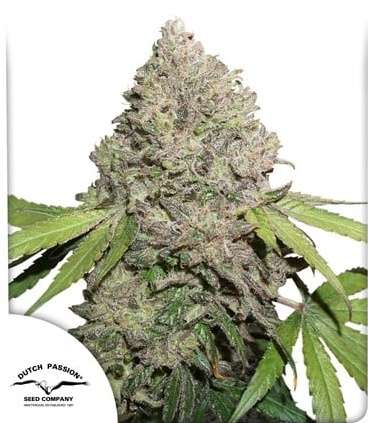 Charlottes Angel CBD hemp flower very thick bud with less leafs Dutch passion logo in the left lower corner