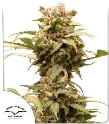CBG-Force cannabis flower plant and dutch passion logo in the left lower corner