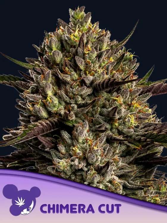Chimera Cut kannabisz virágrügy fekete háttérrel és lila hajú hölgy arc logóval az Anesia Seedtől a bal alsó sarokban