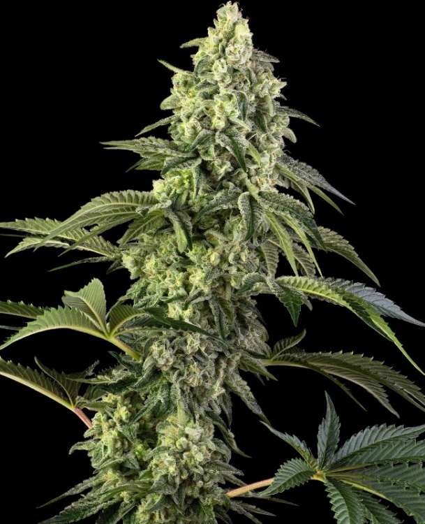 Cosmic Kiss hemp flower bud thicker with some leafs