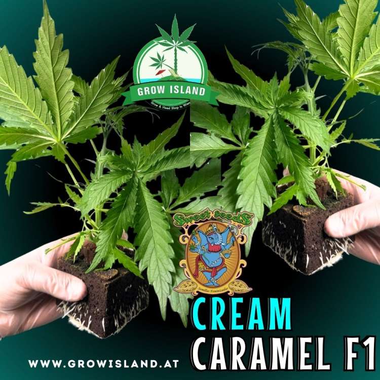 two hands holding two Cream Caramel F1 seedling with dark green background, green grow island logo in the upper middle, sweet seeds elephant logo in the right lower middle, seedling name text in the right lower corner