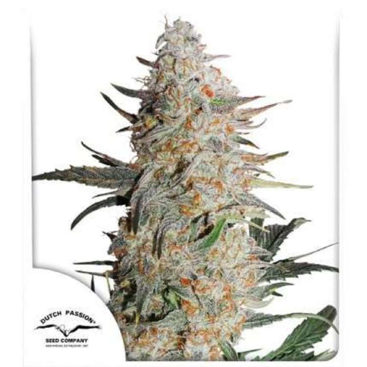 Critical Orange Punch cannabis flower bud and dutch passion logo in the left lower corner