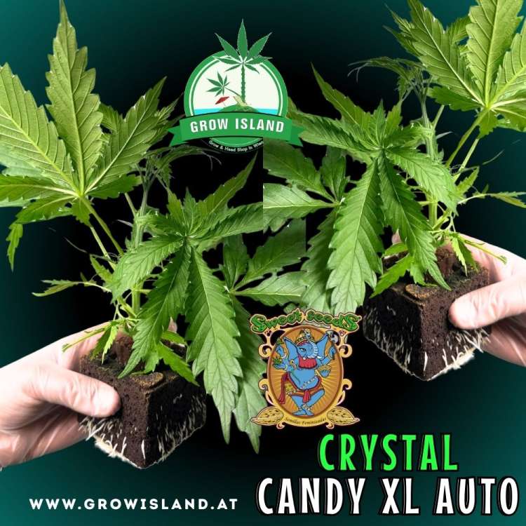 two hands holding two Crystal Candy XL AUTO seedling with dark green background, green grow island logo in the upper middle, sweet seeds elephant logo in the right lower middle, seedling name text in the right lower corner