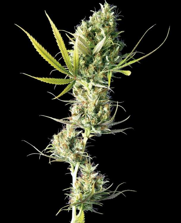 Durban hemp flower bud thick and tall, less leafs