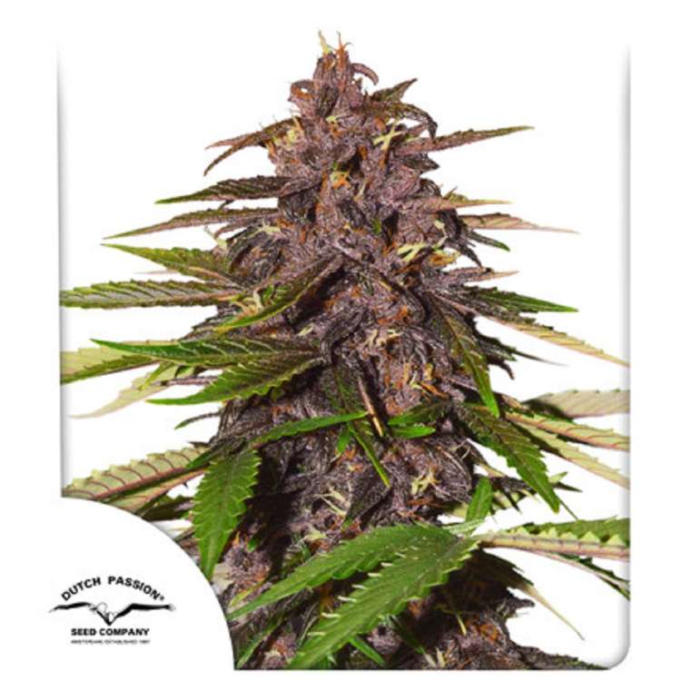 Forbidden Cherry cannabis flower bud in purple shade with Dutch Passion logo in the left lower corner