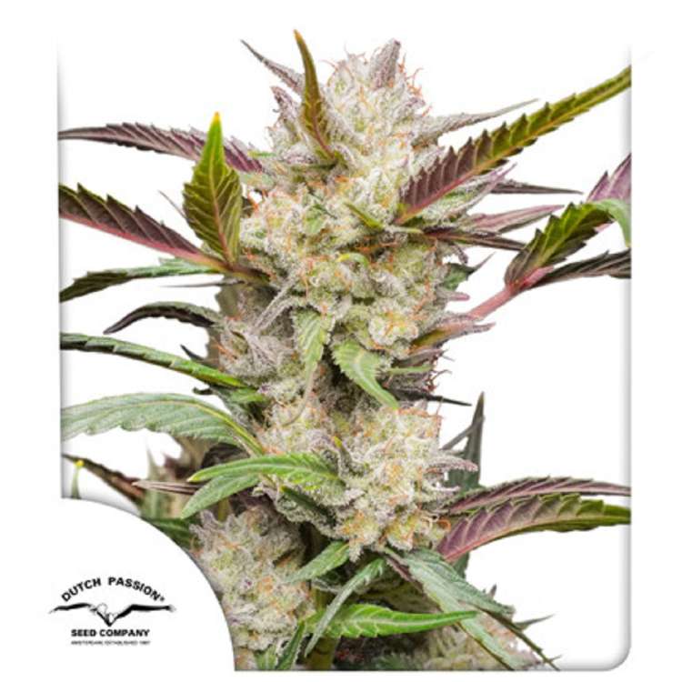 Mimosa Punch cannabis flower bud and Dutch Passion logo in the left lower corner