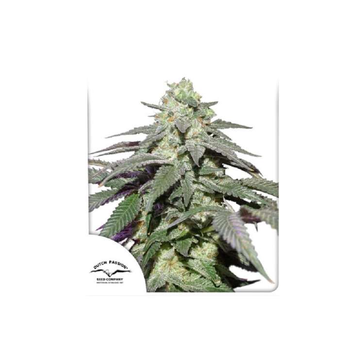 Skywalker Haze cannabis flower bud with Dutch Passion logo in the left lower corner