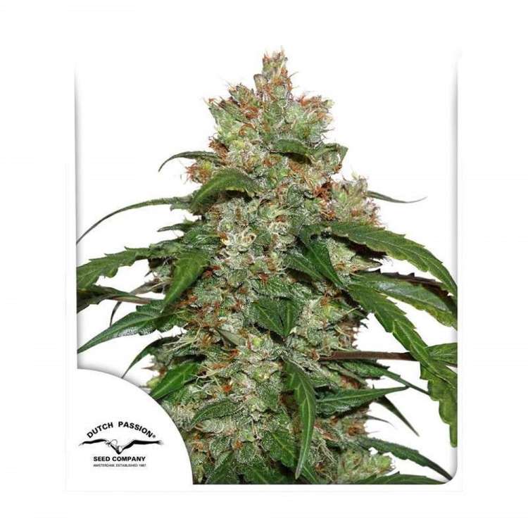 CBD Auto White Widow hemp flower bud with dutch passion logo in the left corner and white background