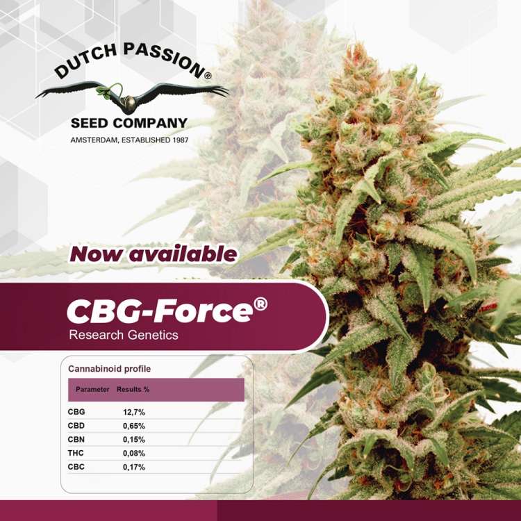 CBG Force hemp flower bud Dutch passion logo in the left upper corner