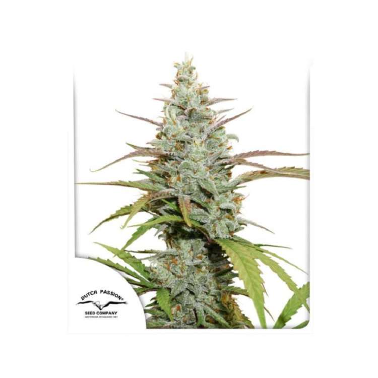 Mokums Tulip cannabis flower bud and Dutch passion logo in the left lower corner