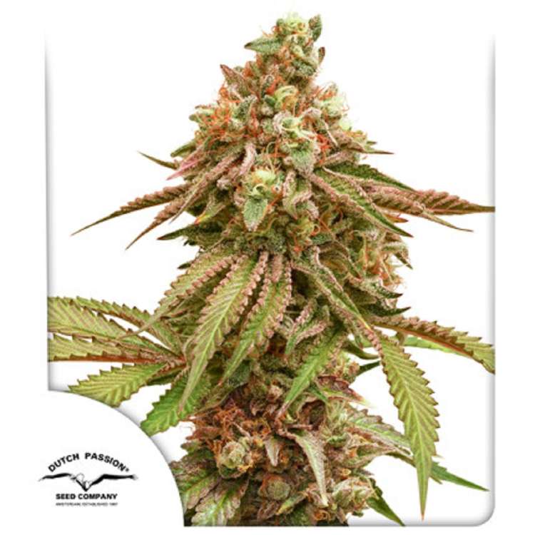 Tropical Tangie cannabis flower bud with Dutch Passion logo in the left lower corner