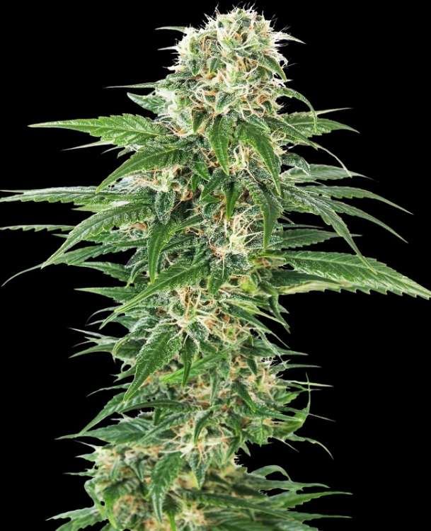 Early Skunk hemp flower bud thicker with many leafs