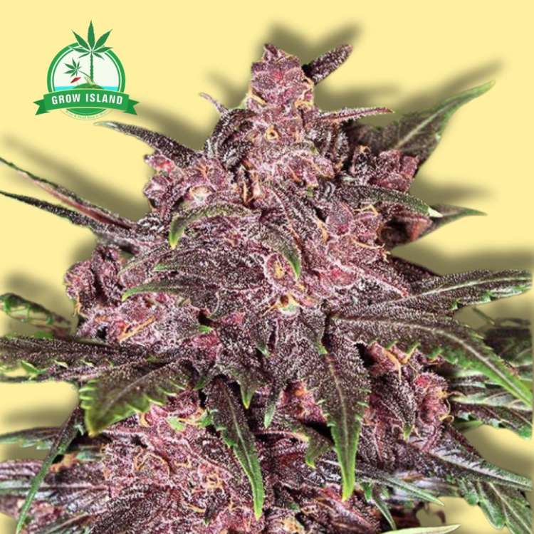 Black Haze auto flowering cannabis flower bud in purple shade from exotic seed, with yellow background and green Grow Island logo in the left upper corner