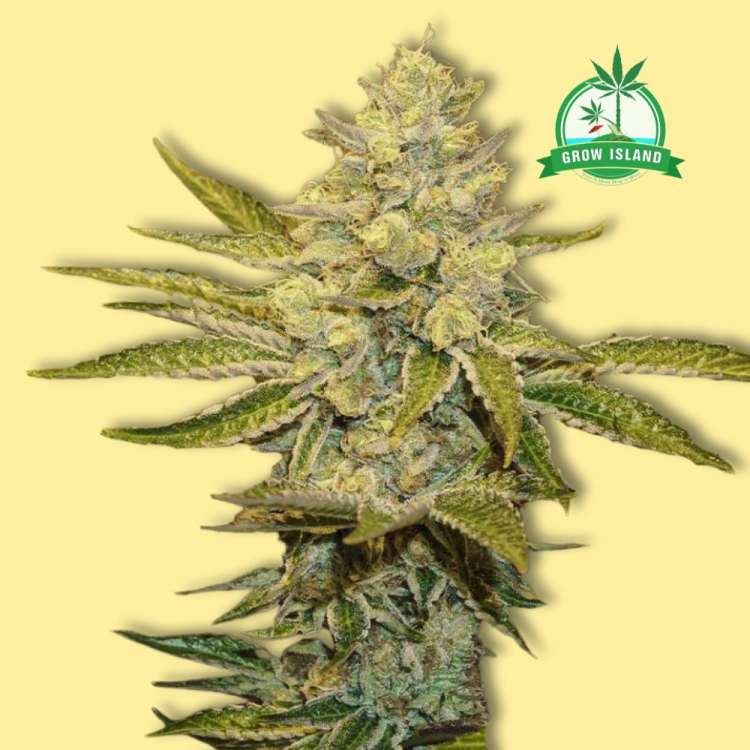 Exotic Animal feminized cannabis flower bud from Exotic Seed with yellow background and green Grow Island logo in the right upper corner